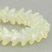 5 Point Bellflower (6x9mm) Yellow Vaseline Opaline with White Luster