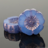 Hibiscus Flower (12mm) Sapphire Blue Opaline with Purple Bronze Finish